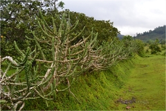 Euphorbia neriifolia